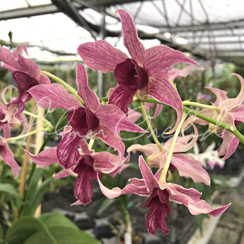 Den. Hawaii Spectacular — Palmer Orchids